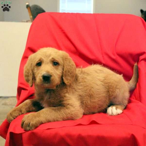 Ford, Labradoodle Puppy