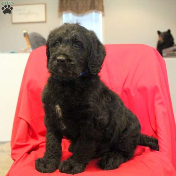 Fred, Labradoodle Puppy