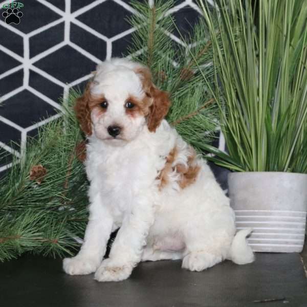 Freddie, Mini Goldendoodle Puppy