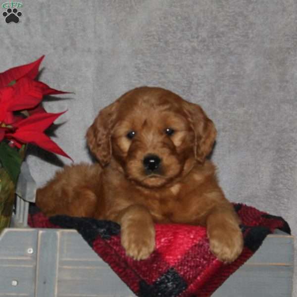 Fritz, Goldendoodle Puppy