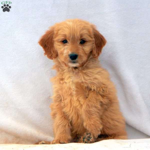 Gage, Goldendoodle Puppy