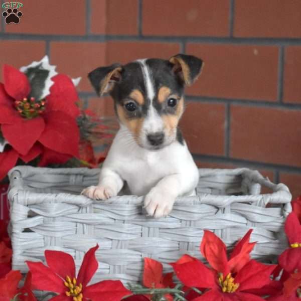 Garland, Jack Russell Terrier Puppy