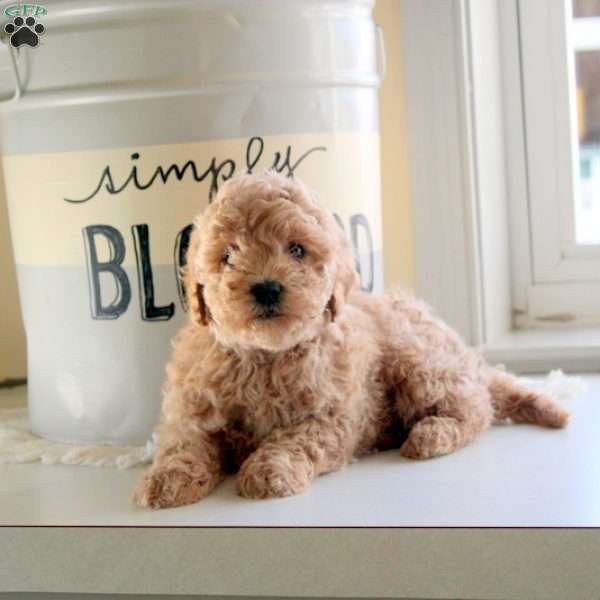 George, Miniature Poodle Mix Puppy