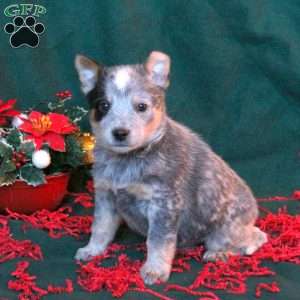 Blue Heeler Puppies For Sale Greenfield Puppies blue-heeler-puppies-for-sale-greenfield-puppies
