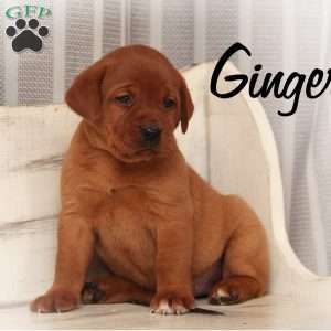 Fox Red Labrador Retriever Puppies for Sale - Greenfield Puppies