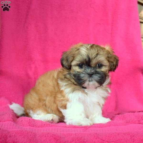 Ginger, Shih Tzu Puppy