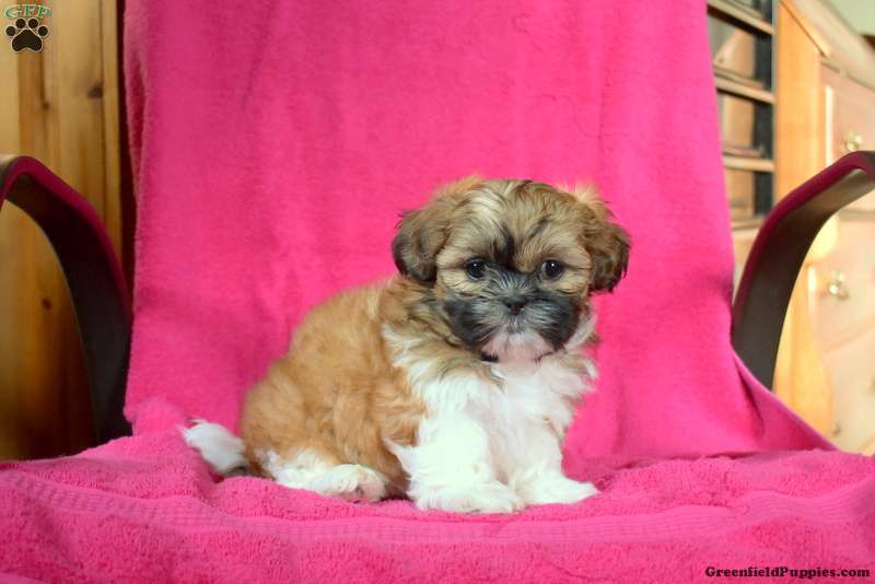 Ginger sales shih tzu