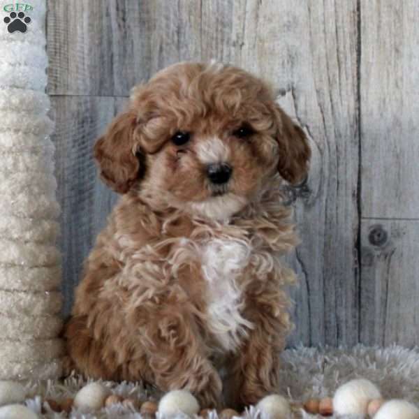 Ginger, Havapoo Puppy