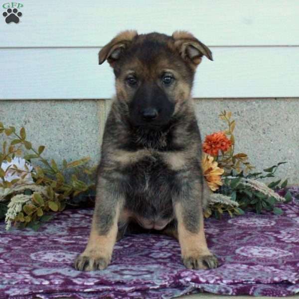Gini, German Shepherd Puppy