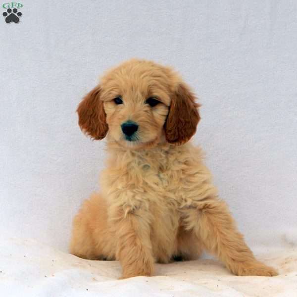 Ginny, Goldendoodle Puppy