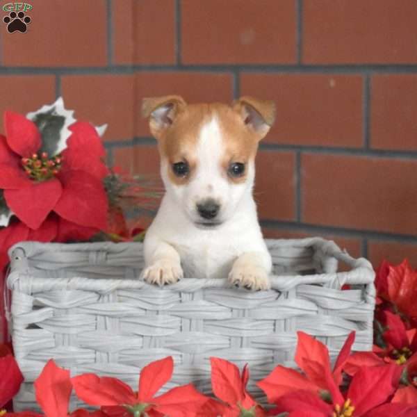 Gizmo, Jack Russell Terrier Puppy