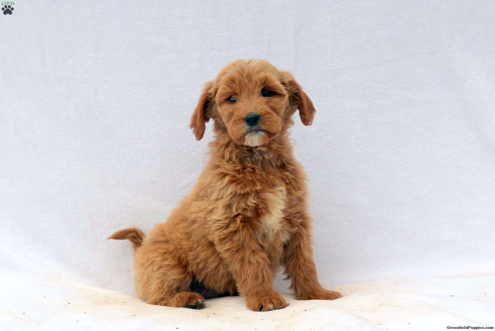 Gloria Goldendoodle Puppy For Sale in Pennsylvania