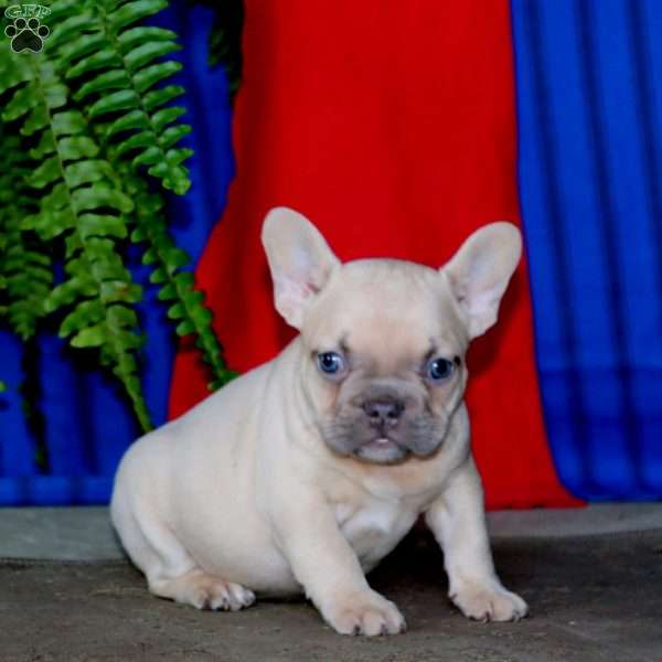 Goldie, French Bulldog Puppy