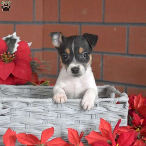 Gracie, Jack Russell Terrier Puppy