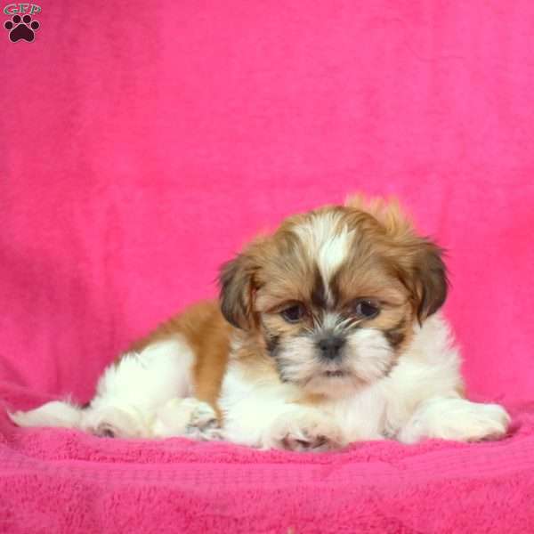 Gracie - Shih Tzu Puppy For Sale in Pennsylvania