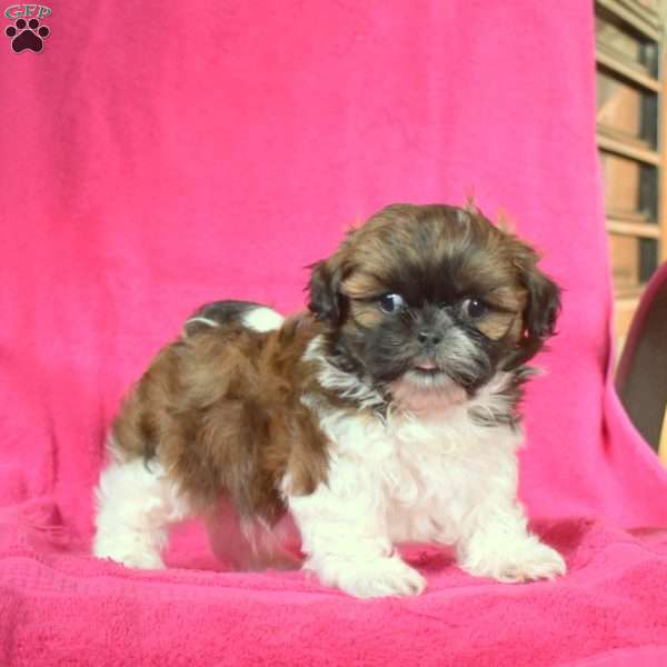 Gus Shih Tzu Puppy For Sale in Pennsylvania