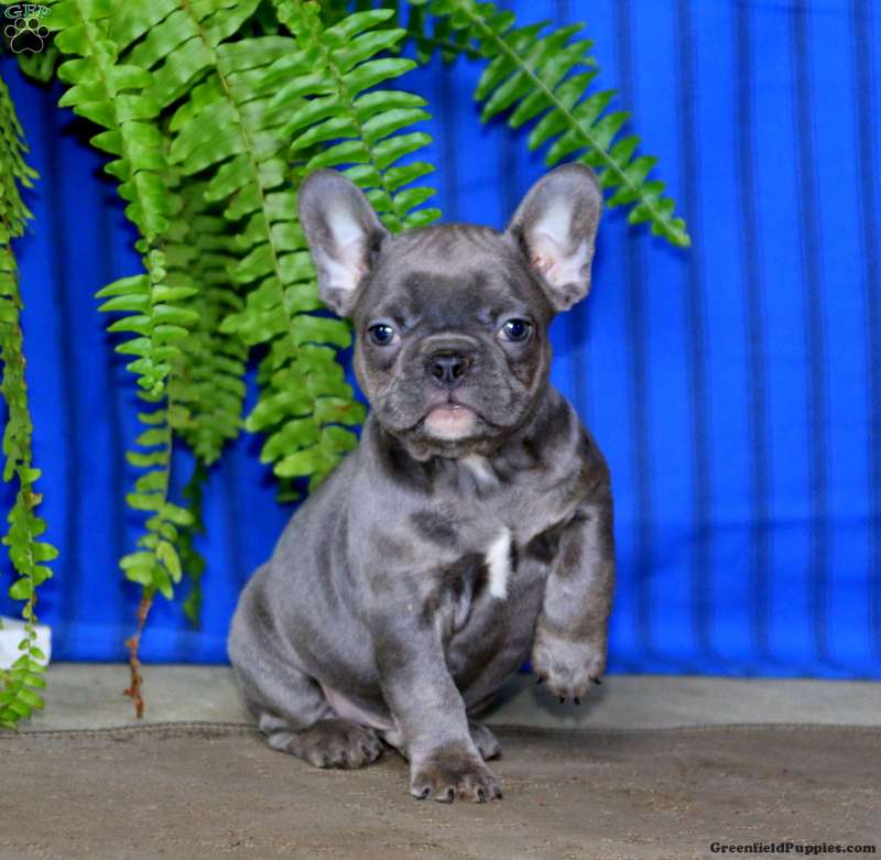 Gus French Bulldog Puppy For Sale in Pennsylvania