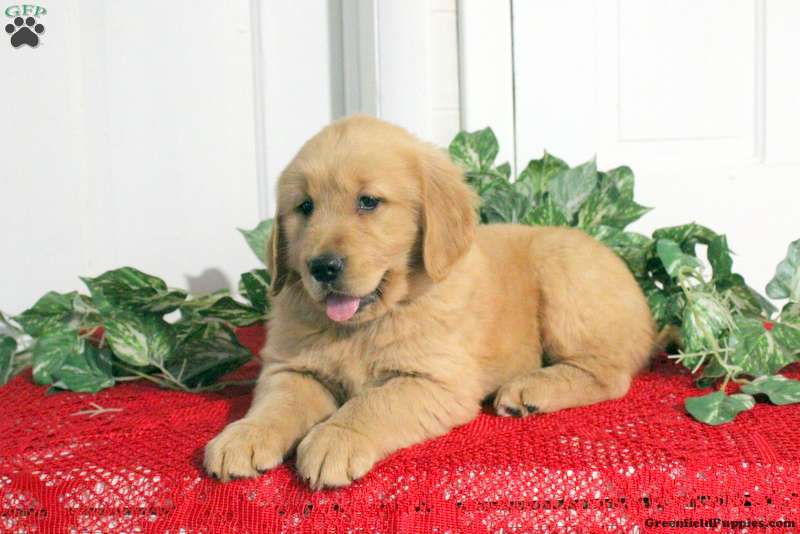 Golden retriever hot sale greenfield puppies