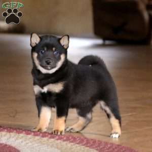 Greenfield puppies shiba store inu