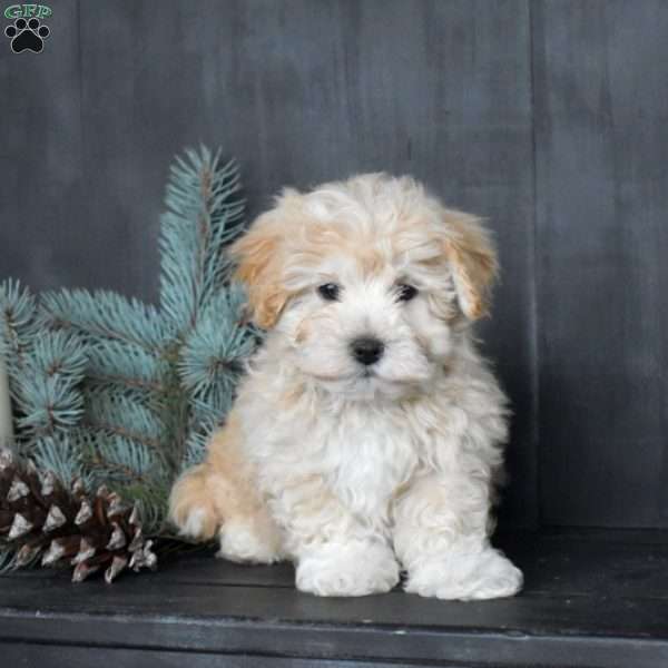 Handsome, Miniature Poodle Mix Puppy