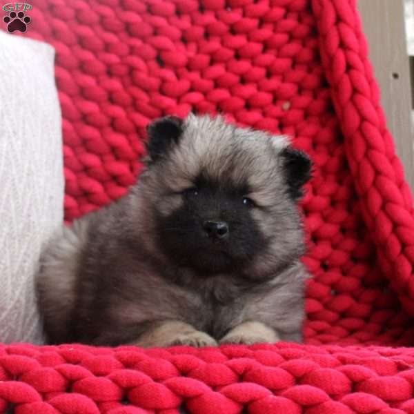 Harlow, Keeshond Puppy