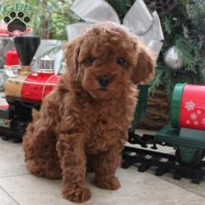 Toy sales poodle pa