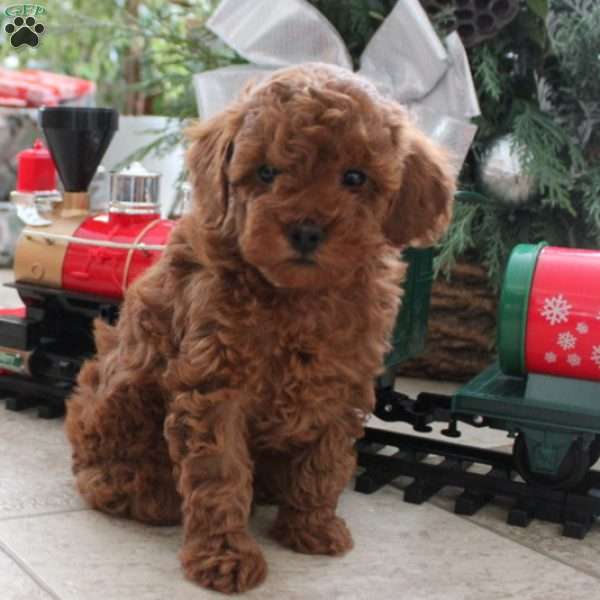 Hazel, Toy Poodle Puppy