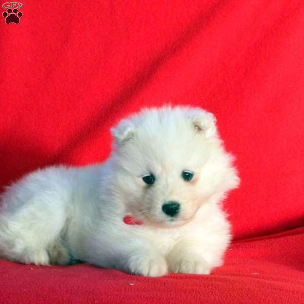 Heather, Samoyed Puppy