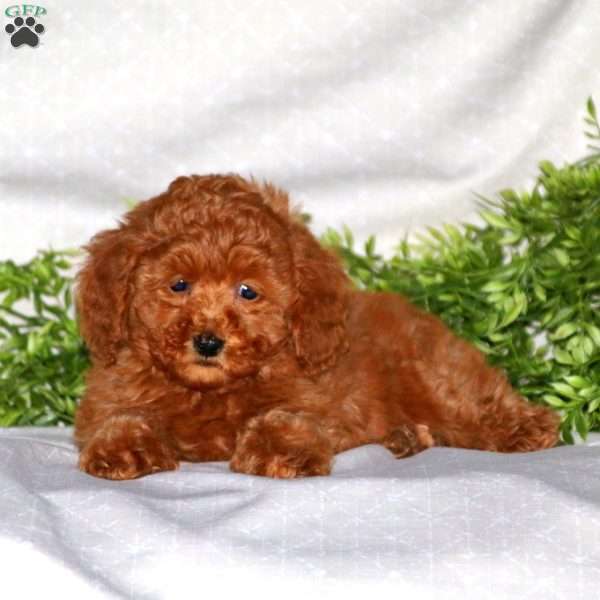 Heidi, Miniature Poodle Puppy