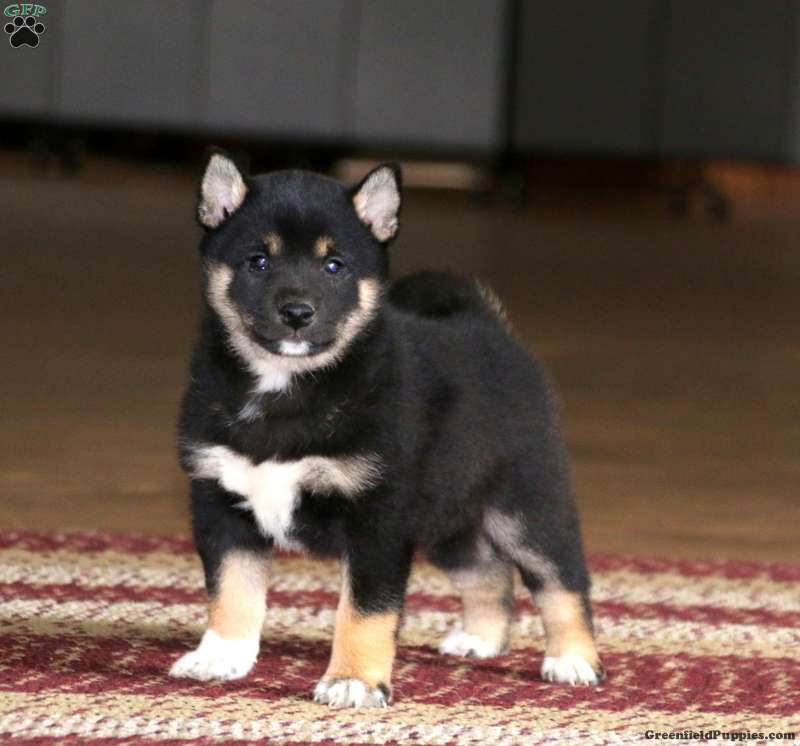 Hero - Shiba Inu Puppy For Sale in Pennsylvania