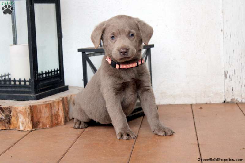 Hershey Silver Labrador Retriever Puppy For Sale in Pennsylvania