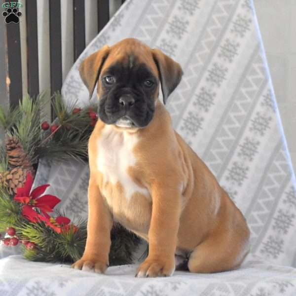 Hershey, Boxer Puppy