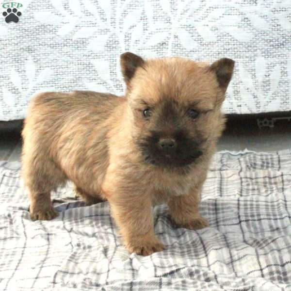 Hickory, Cairn Terrier Puppy
