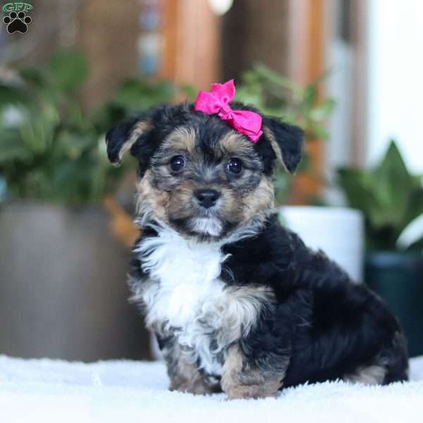 Holly, Yorkie-Chon Puppy