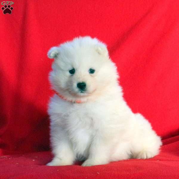 Holly, Samoyed Puppy