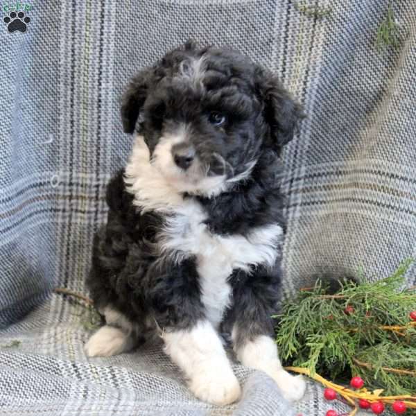 Holly, Mini Aussiedoodle Puppy