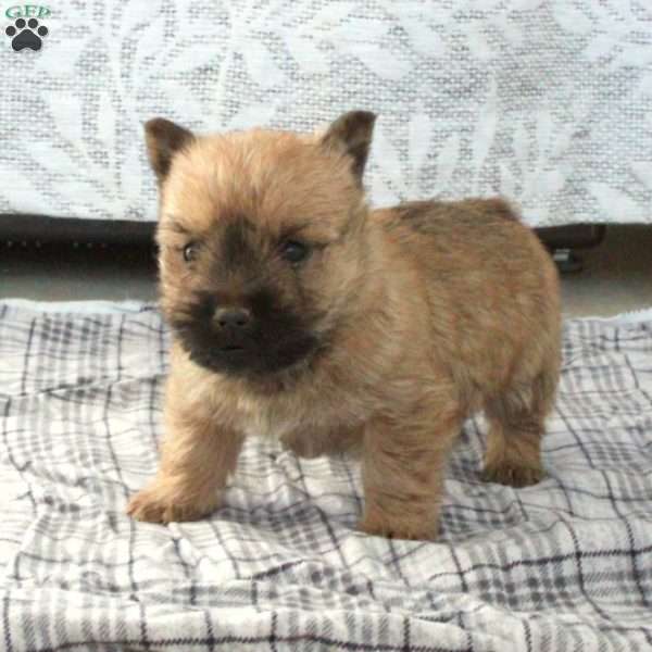 Holly, Cairn Terrier Puppy