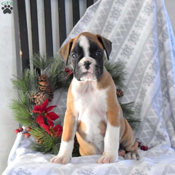 Holly, Boxer Puppy