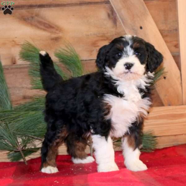 Holly, Bernedoodle Puppy
