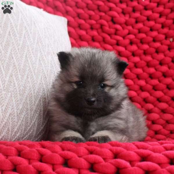 Holly, Keeshond Puppy