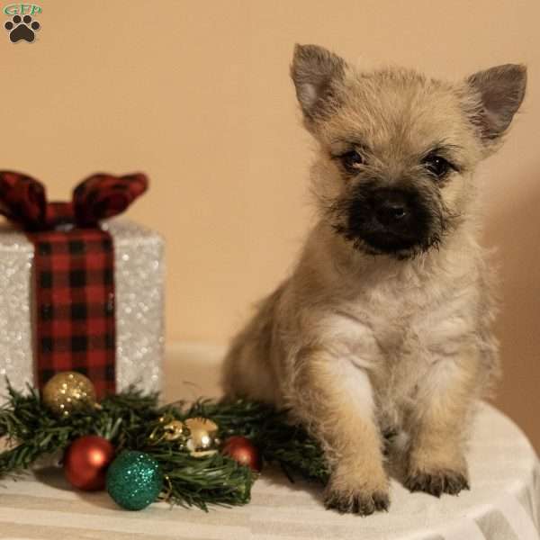 Holly, Cairn Terrier Puppy