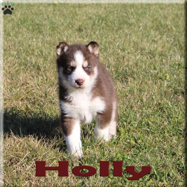 Holly, Siberian Husky Puppy