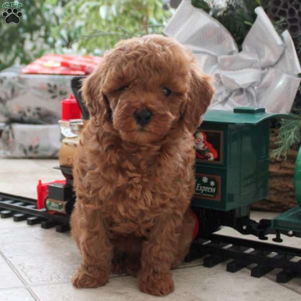 Holly, Toy Poodle Puppy