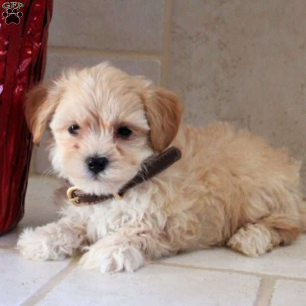 Huck, Maltipoo Puppy
