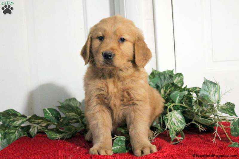 Hudson Golden Retriever Puppy For Sale in Pennsylvania