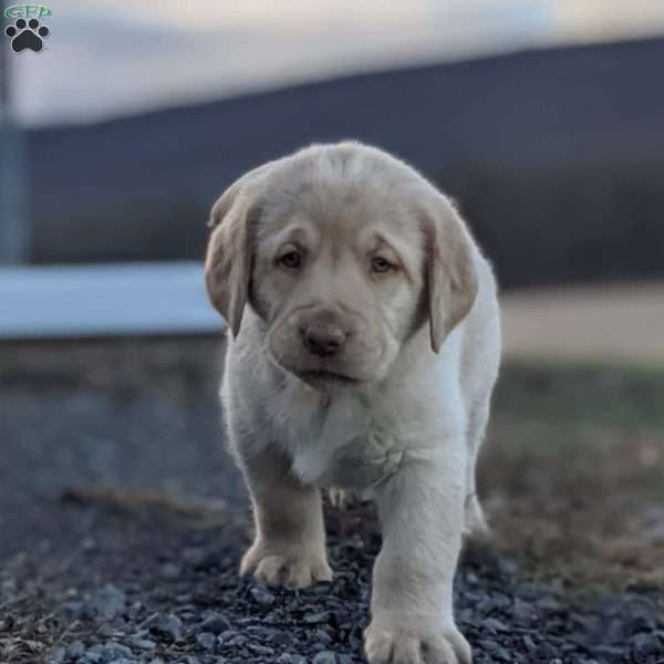 Max, Yellow Labrador Retriever Puppy