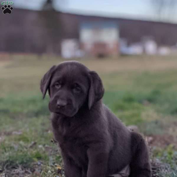Bella, Chocolate Labrador Retriever Puppy
