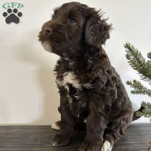 Molly, Portuguese Water Dog Puppy