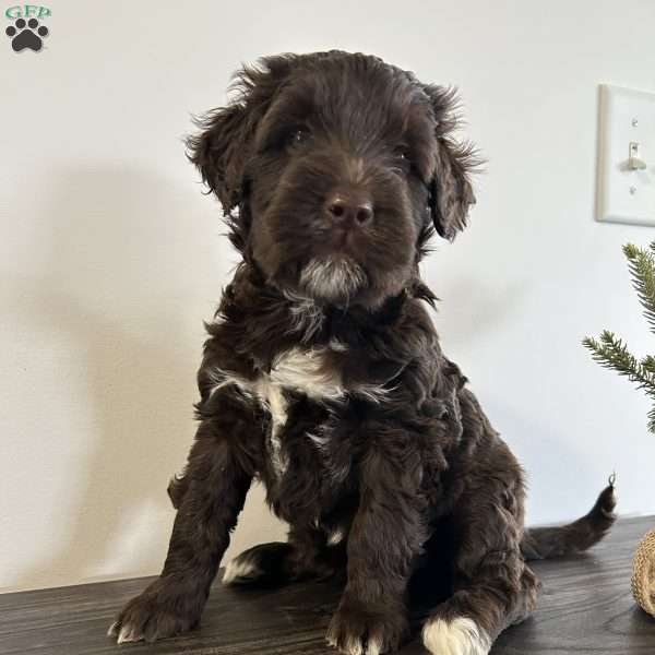 Molly, Portuguese Water Dog Puppy