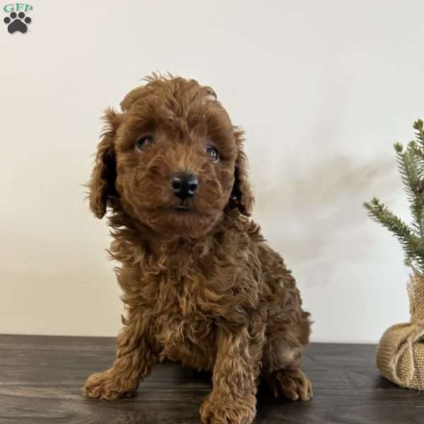 Ollie, Toy Poodle Puppy